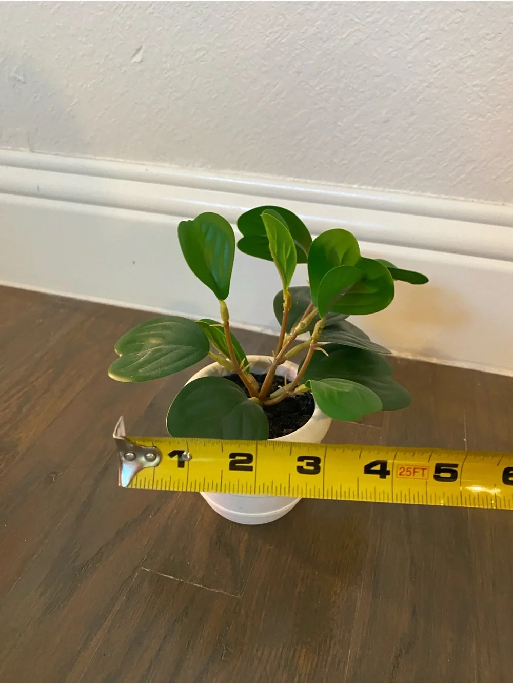 Target artificial peperomia